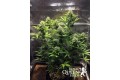 Blue Cheese Auto Feminise