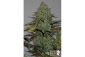 Blue Cheese Auto Feminise