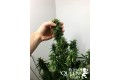 Blue Cheese Auto Feminise