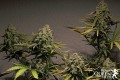 Blue Cheese Auto Feminise