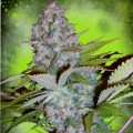 Auto Cheese NL Feminise