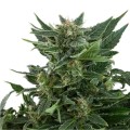 Royal Kush Auto Feminise