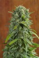 Sweet Trainwreck Auto Feminise