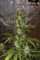 Sweet Trainwreck Auto Feminise