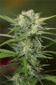 Sweet Trainwreck Auto Feminise