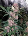 Bloody Skunk Auto Feminise