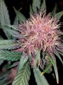 Bloody Skunk Auto Feminise