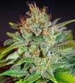 Skunk 47 Feminise 
