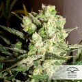 Auto White Widow Feminise