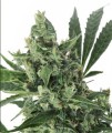 CBD Med Gom 1.0 Auto Feminise
