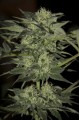Auto Blueberry Feminise