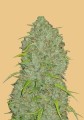 Original Auto Jack Herer Feminise