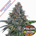 Polish Auto Bubble Gum Feminise