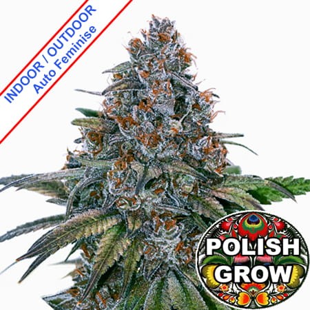 Polish Auto Bubble Gum Feminise