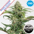 Dinamed CBD Auto Feminise -45%