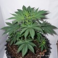 CBD Kush Feminise