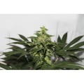 CBD Kush Feminise