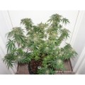 CBD Kush Feminise