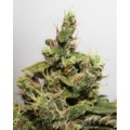 CBD Kush Feminise