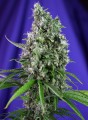 Sweet Trainwreck Auto Feminise