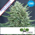 CBD Med Gom 1.0 Auto Feminise