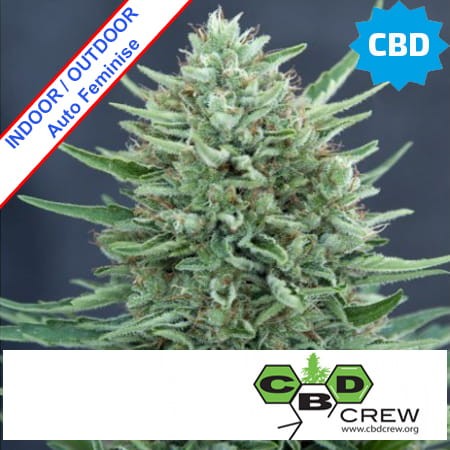 CBD Med Gom 1.0 Auto Feminise