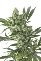 CBD Med Gom 1.0 Auto Feminise