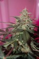 CBD Med Gom 1.0 Auto Feminise