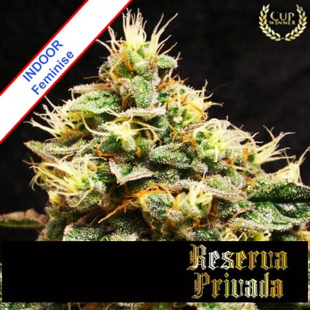 Confidential Cheese Feminise