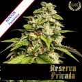 Sour Kush Feminise