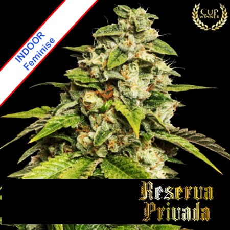Sour Kush Feminise
