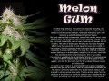 Auto Melon Gum Feminise