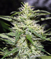 Jack Herer Feminise
