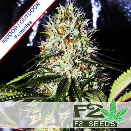 BubbleGum Fast Version Feminise