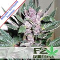 Early Purps Feminise