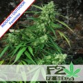 Gorilla Fast Version Feminise
