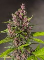 Bloody Skunk Auto Feminise
