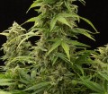 Haze 2.0 Auto Feminise