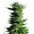 Shining Silver Haze Feminise