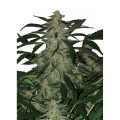Buddha Deimos Auto Feminise