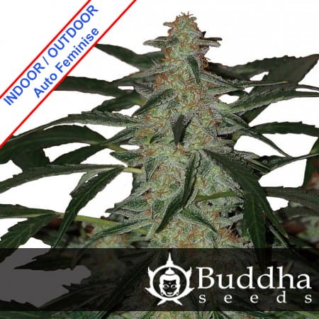 Buddha Deimos Auto Feminise