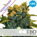CBD Sensi Star Feminise