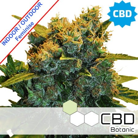 CBD Sensi Star Feminise