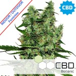 CBD Somango Feminise
