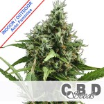 Auto Amnesia Feminise