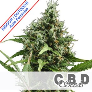 Auto Amnesia Feminise