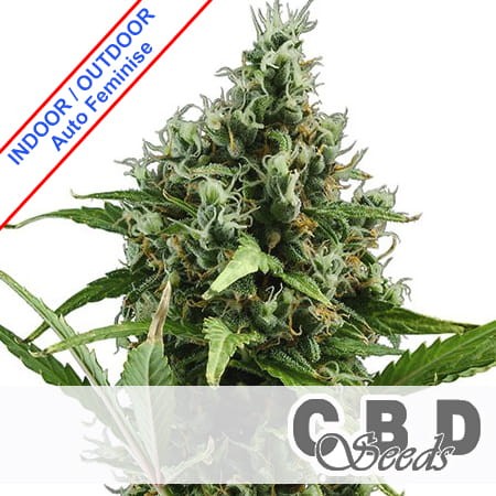 Auto Amnesia Feminise
