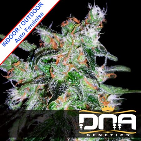 60 Day Lemon Auto Feminise