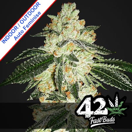 Green Crack Auto Feminise