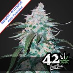 Pineapple Express Auto Feminise